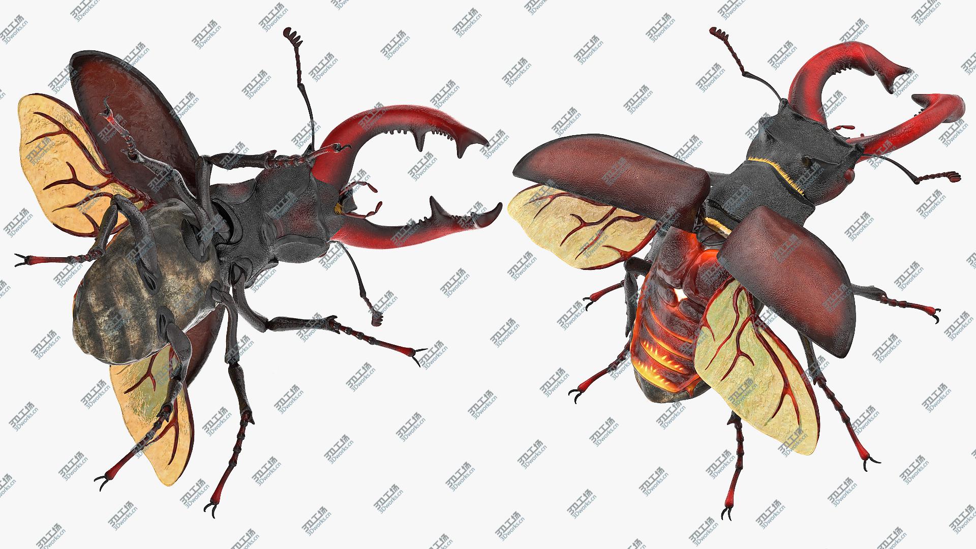 images/goods_img/2021040164/3D Lucanus Cervus Stag Beetle Flying with Fur/3.jpg